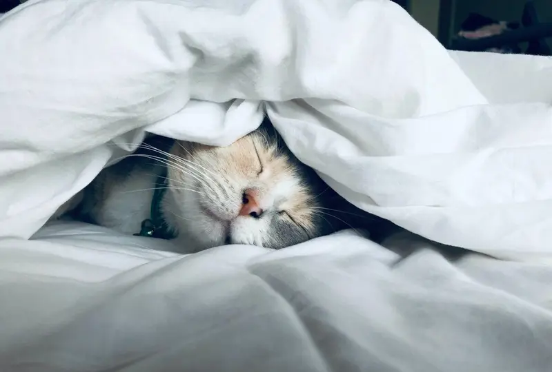 A cat sleeping tucked under a white duvet, with only its face peeking out