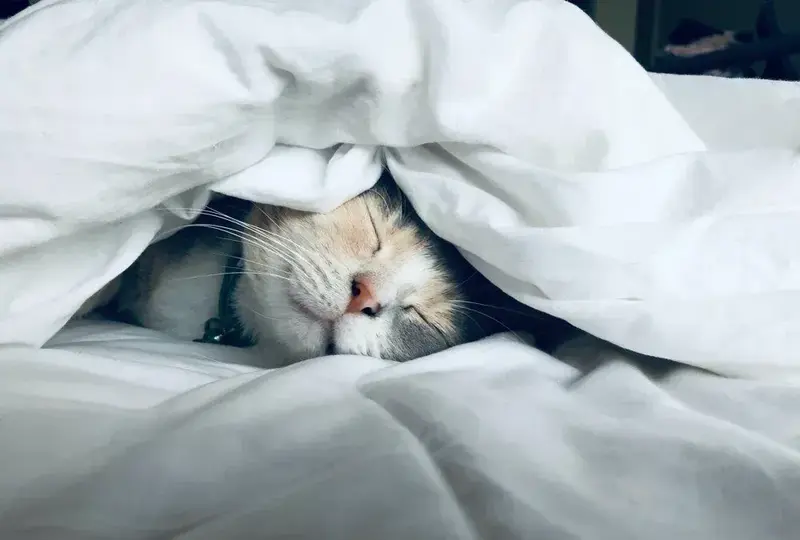 A cat sleeping tucked under a white duvet, with only its face peeking out