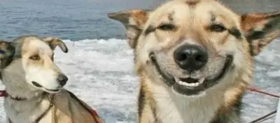 Two sled dogs on a boat, one grinning widely at the camera with water behind them