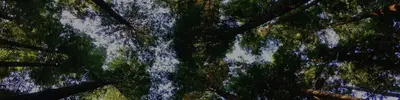Upward view of tall tree trunks and green canopy against a bright sky in a forest