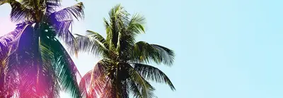 Palm trees against a pale blue sky with a pink and purple color wash over the left side