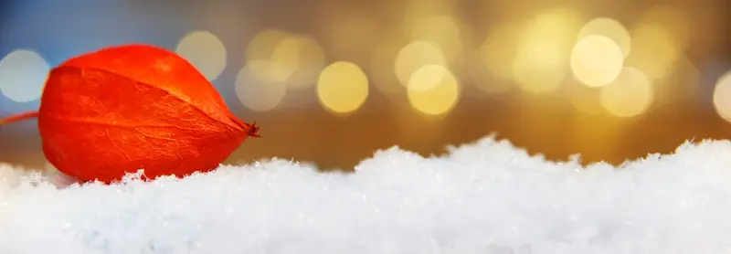 An orange physalis lantern pod resting on fresh snow against warm golden bokeh lights