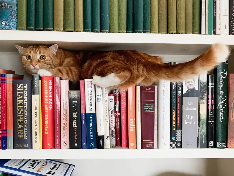 An orange tabby cat stretched out along a bookshelf, lying on top of a row of books with its tail extended